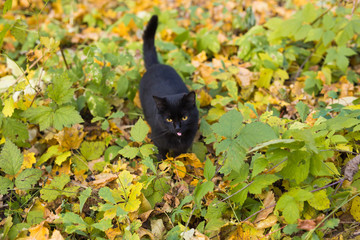 Cat in autumn park. Black cat sitting on the leaves