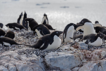 Adelie penguins on beach