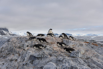 Adelie penguins on beach