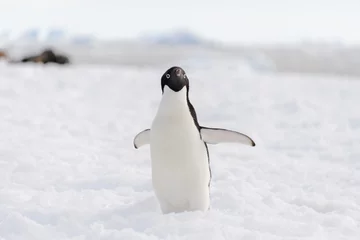 Cercles muraux Pingouin Adelie penguin on beach