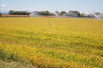 Agricultural irrigation system watering yellow soybean field in autumn