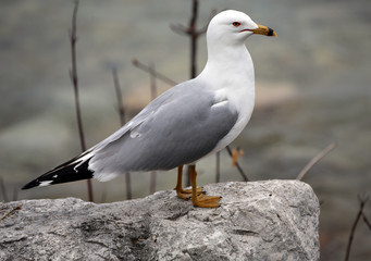 Ring-billed Gull, Mackinac Island, MI, USA