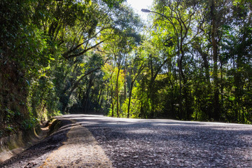road in forest barigui park brazil parana rodtonph
