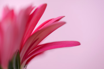 Pink gerbera petals with drops of water