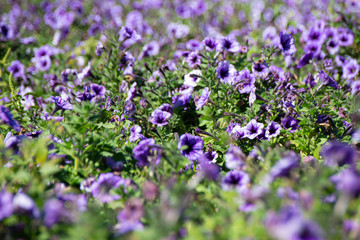 purple Flowers curitiba brasil paraná