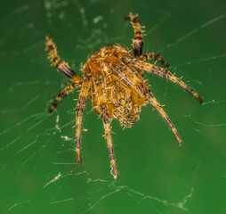 Garden Spider - Araneus diadematus