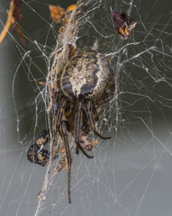 Shhet Web Spider - Liniphia triangularis