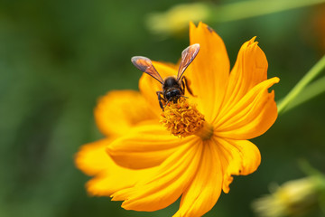 Close up cosmos flower Orange and Bee