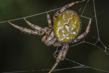 Orb Web Spider  -  Araneus quadratus