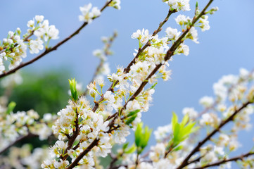 Whit Plum
