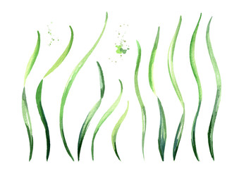 Algae spirulina elements set. Superfood. Watercolor hand drawn illustration, isolated on white background