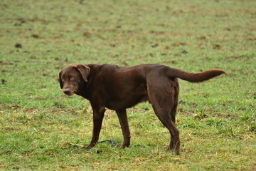 Verärgerter Labrador