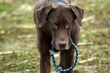 Labrador