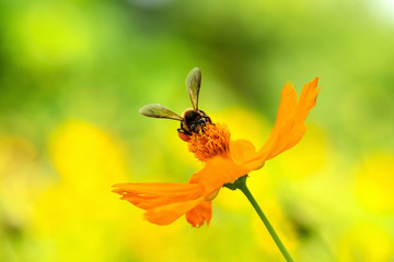 Close up cosmos flower and Bee