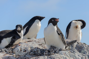 Adelie penguin in nest with chick