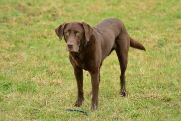 Labrador