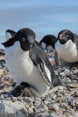 Adelie penguin in nest with chick
