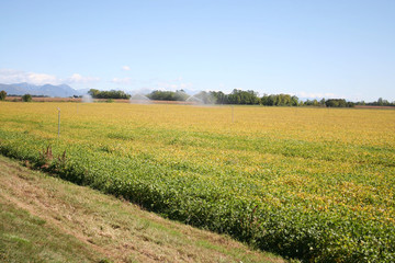 Fototapeta na wymiar Beautiful yellow soybean field in autumn