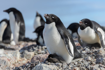 Adelie penguin in nest with chick