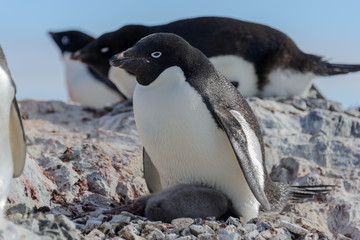 Adelie penguin in nest with chick
