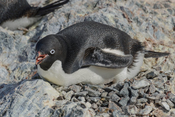 Naklejka premium Adelie penguin on beach