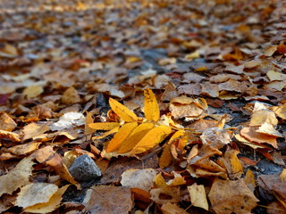 Beautiful autumn leaves