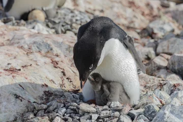 Poster Adelie penguin in nest with chick © Alexey Seafarer