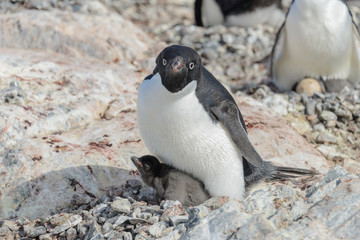 Fototapeta premium Adelie penguin in nest with chick