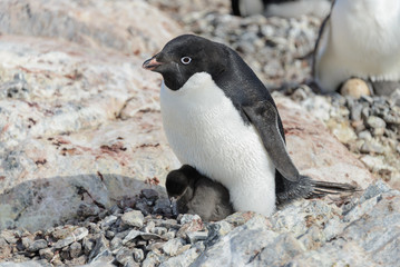 Fototapeta premium Adelie penguin in nest with chick