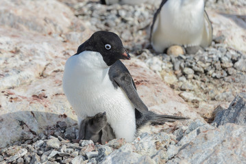 Fototapeta premium Adelie penguin in nest with chick