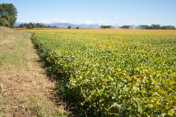 Beautiful yellow soybean field in autumn