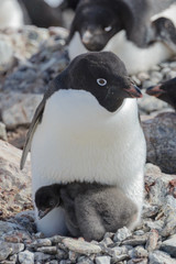 Adelie penguin in nest with chick