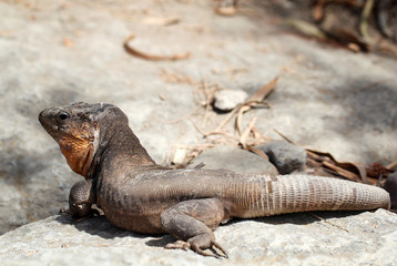 Gran-Canaria-Rieseneidechse, Kanareneidechse, Gekko 
