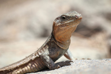 Gran-Canaria-Rieseneidechse, Kanareneidechse, Gekko 