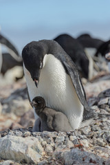 Fototapeta premium Adelie penguin in nest with chick
