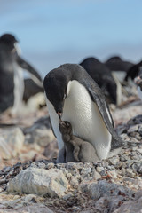 Adelie penguin in nest with chick