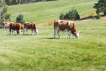 Fototapeta na wymiar Cows On A Green Summer Meadow At Sunny Day