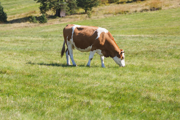 Naklejka na ściany i meble Cow Grazing On A Green Summer Meadow At Sunny Day