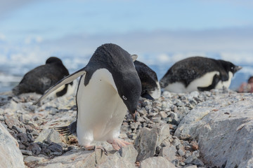Adelie penguin on beach