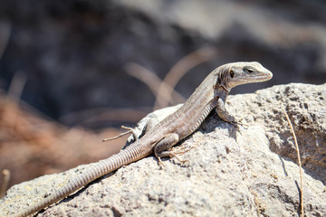 Gran-Canaria-Rieseneidechse, Kanareneidechse, Gekko 