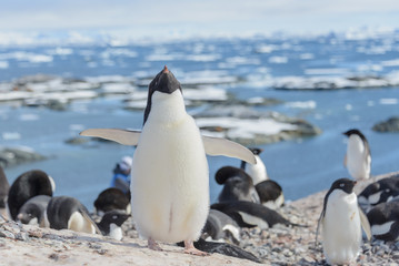Obraz premium Adelie penguin on beach