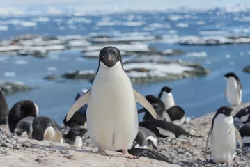 Foto op Plexiglas Adelie penguin on beach © Alexey Seafarer