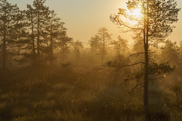 Fototapeta na wymiar Beautiful foggy and sunny morning in bog area