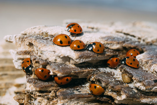 Closeup on ladybugs sunbathing on wooden log