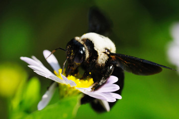 Hardworking Bee