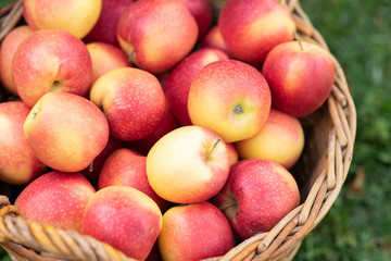 Apple harvest. Ripe red apples in the basket and in dark wooden crate in red wagon on the green grass. Copy space