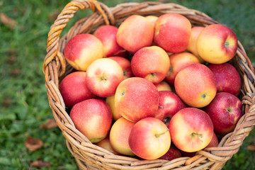 Apple harvest. Ripe red apples in the basket and in dark wooden crate in red wagon on the green grass. Copy space