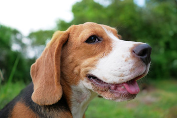 Headshot portrait of beagle dog outdoor.