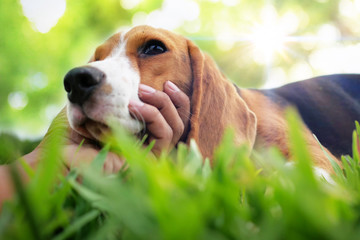 The owner's hand hold the beagle dog's mouth while playing on the green grass.