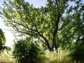Exif_JPEG_PICTURE
